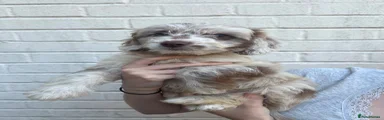 Cockapoo 1