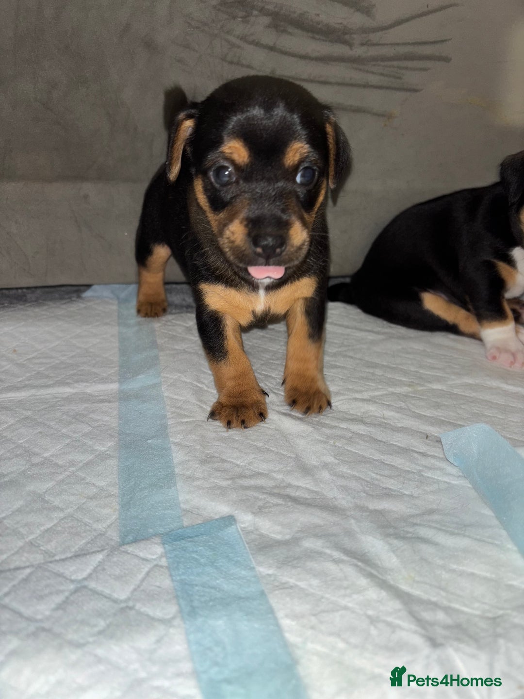 Jack Russell dogs for sale: Beautiful Jack Russell puppies - Image 6