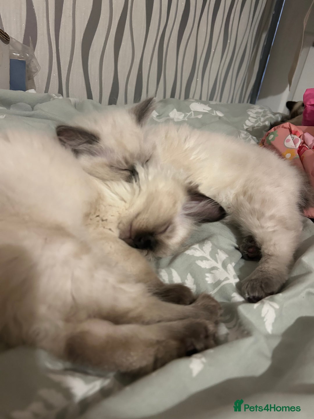 Ragdoll cats for sale: Ragdoll kittens - male - Advert 12