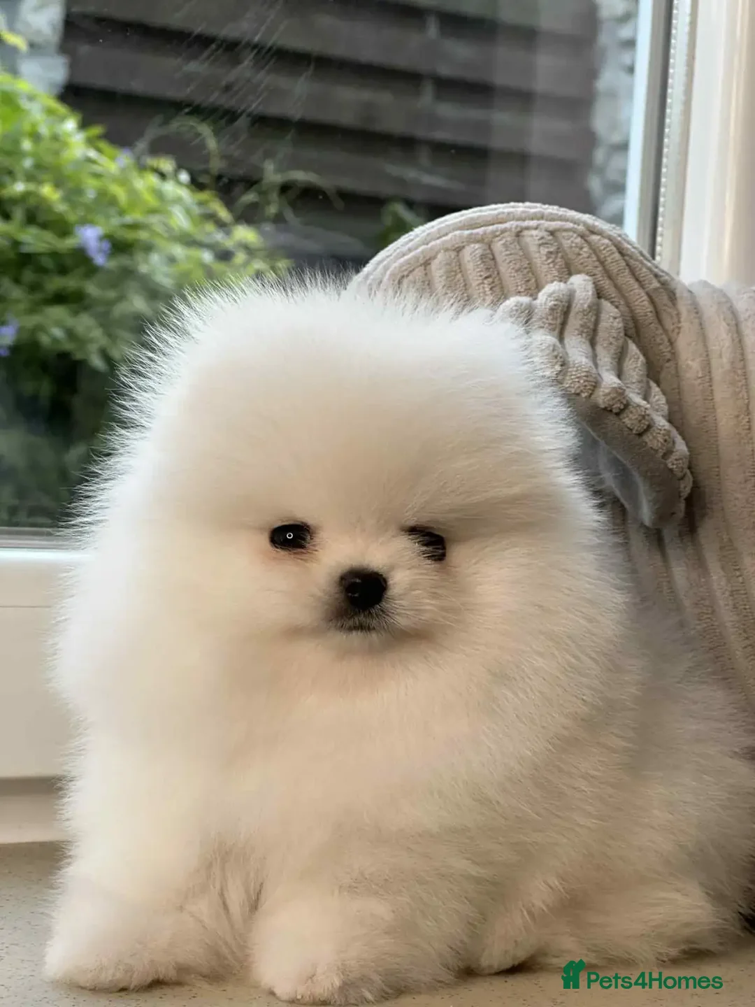 Sale Near Teddy Bear Pomeranians For Sale Teddy Bear Black And