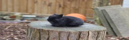 Netherland Dwarf rabbits for sale: Beautiful Netherland Dwarf Baby Rabbits  - Advert 14