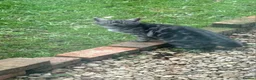 Mixed Breed cats for sale: Kittens - Advert 12