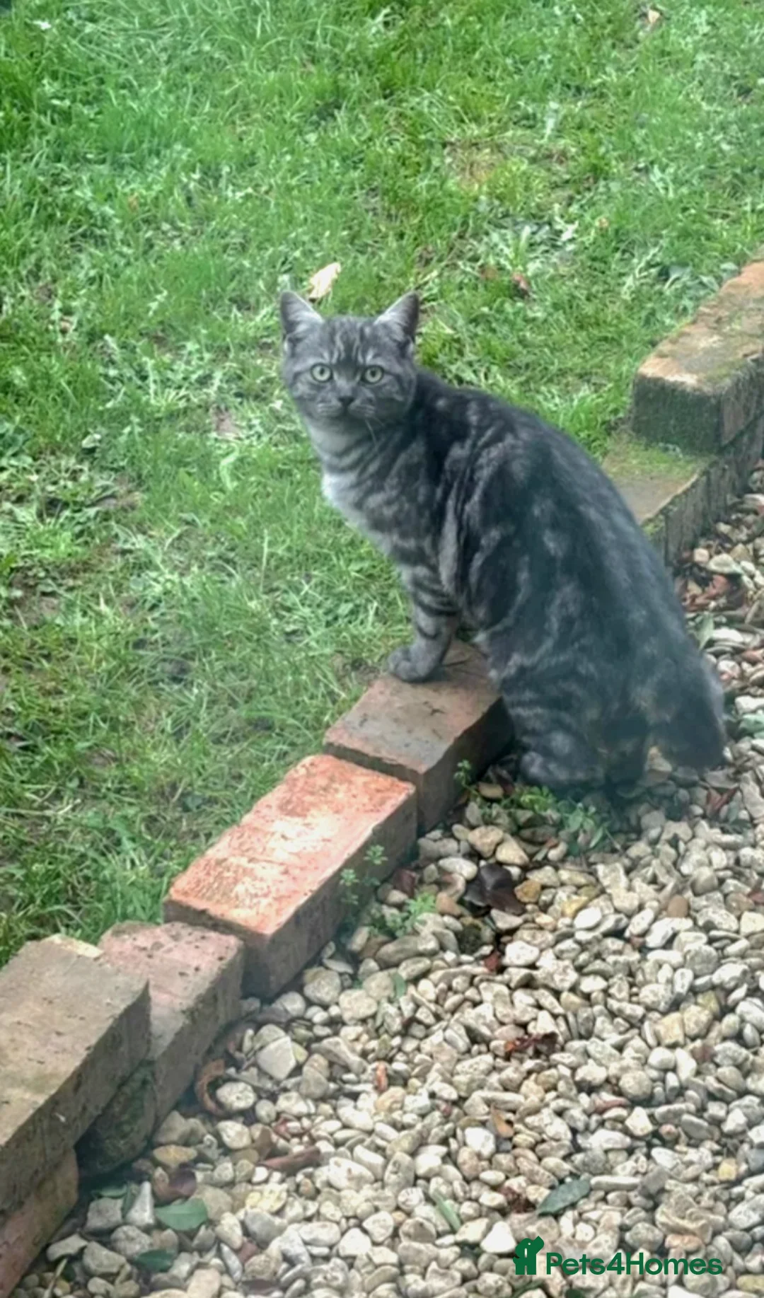 Mixed Breed cats for sale: Kittens - Advert 12