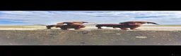 Miniature Dachshund dogs for sale: Miniature dachshund  - Advert 30