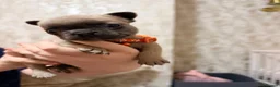 French Bulldog dogs for sale: Frenchie puppies - Advert 5
