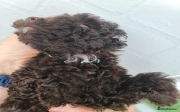 Cavapoo dogs for sale: Waitlist Jan/Feb 26.  F1B Cavapoo. Health Tested  - Advert 12