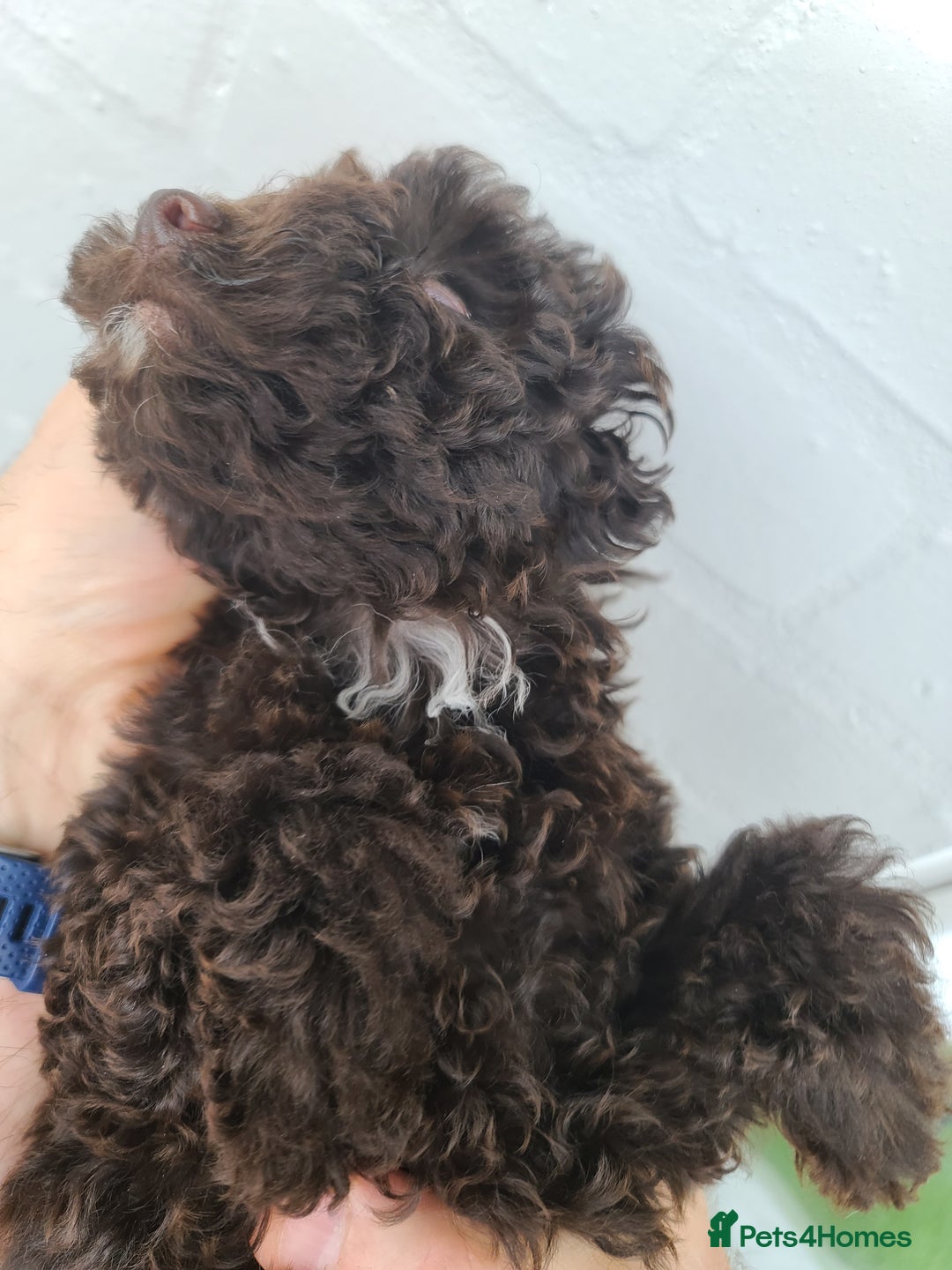 Cavapoo dogs for sale: Waitlist Jan/Feb 26.  F1B Cavapoo. Health Tested  - Advert 12