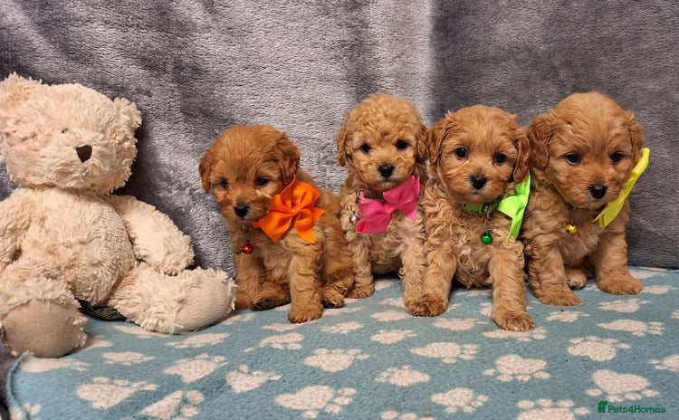 Cavapoochon dogs - Advert 3