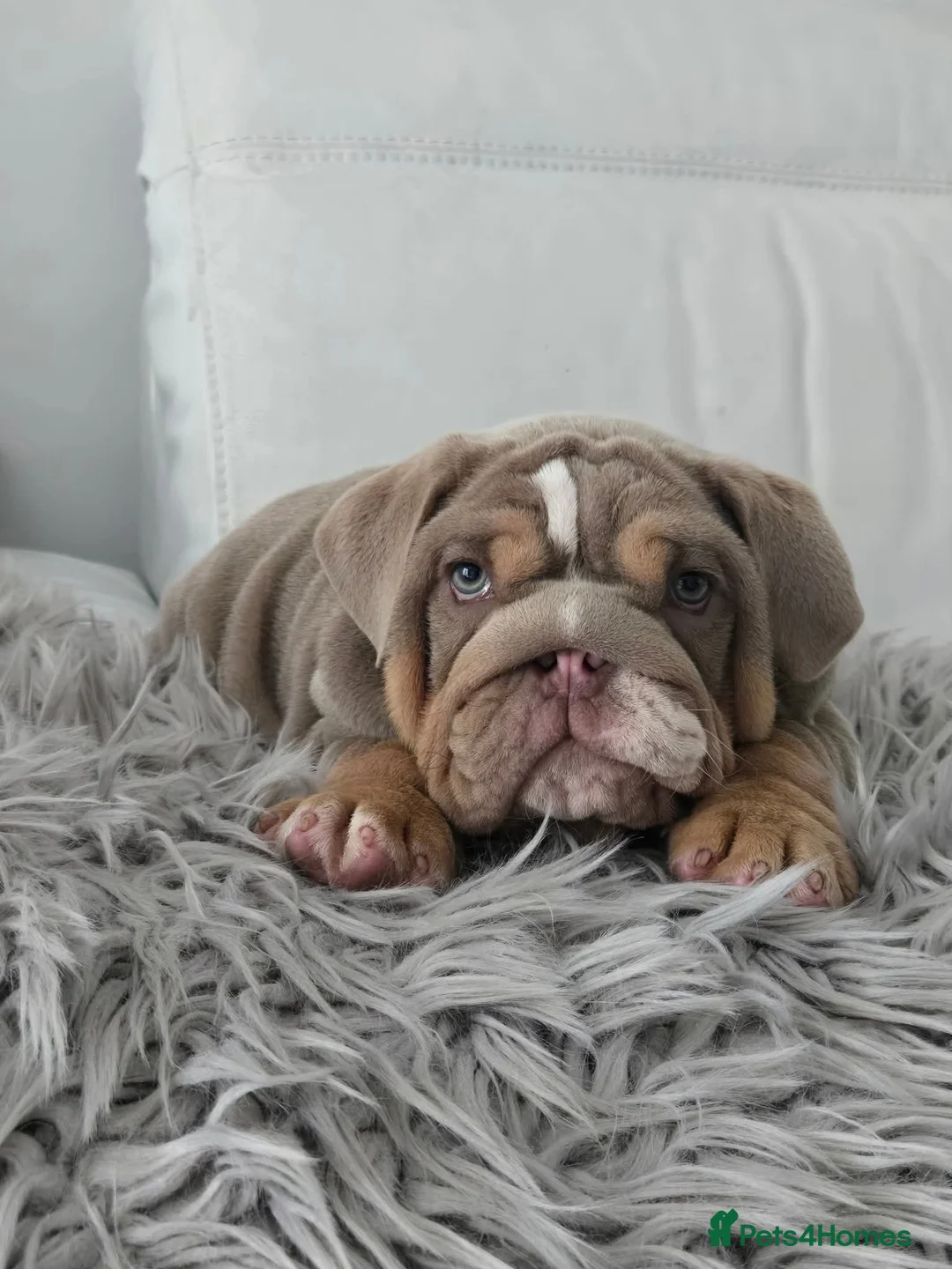 English Bulldog dogs for sale: Lilic tri bulldog  - Advert 2