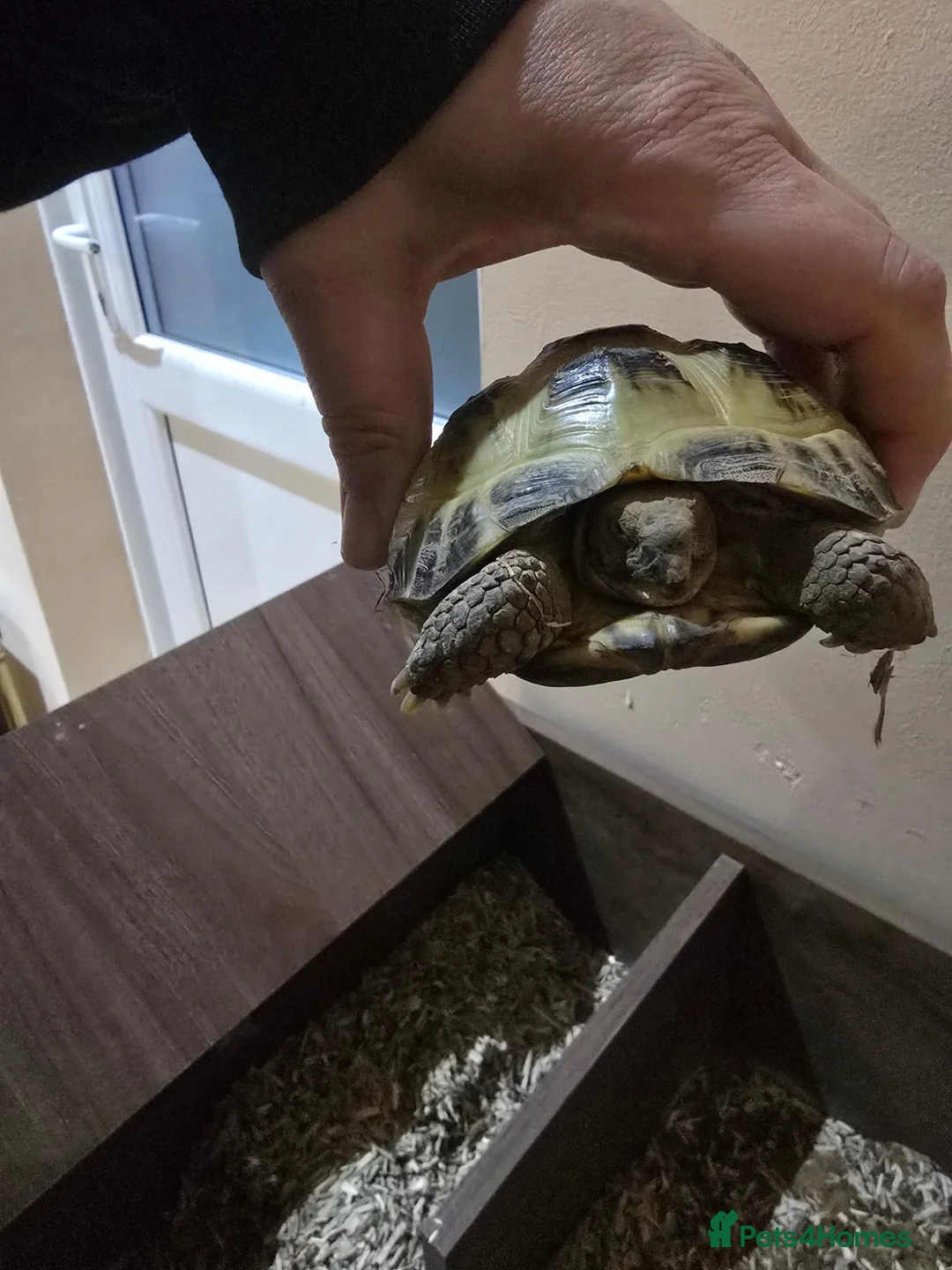 Tortoise reptiles for sale: Tortoise Looking for a New Home 🐢 in Dartford - Advert 3