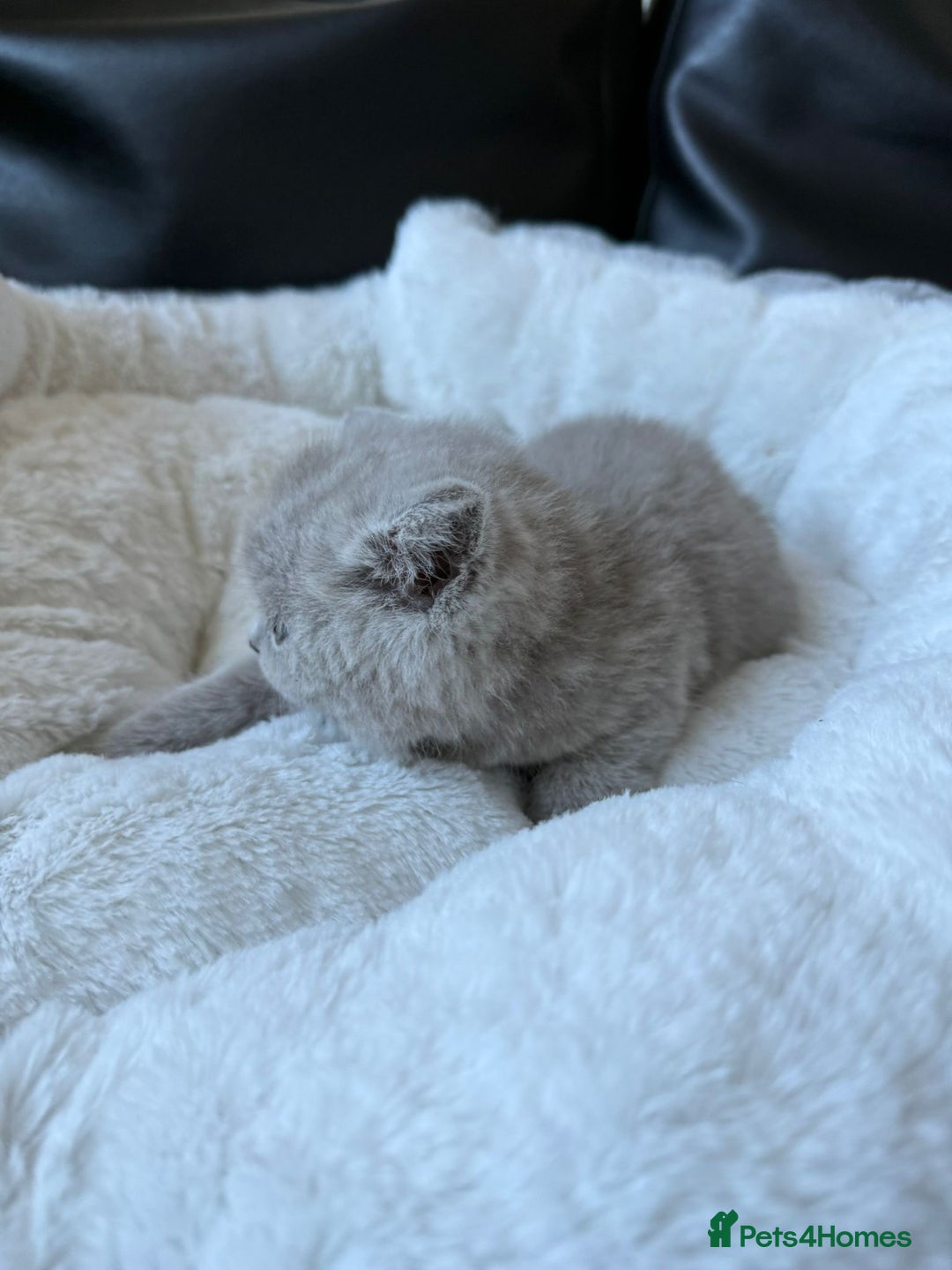 British Shorthair cats for sale: 5 beautiful British Shorthair Girls for sale - Advert 5