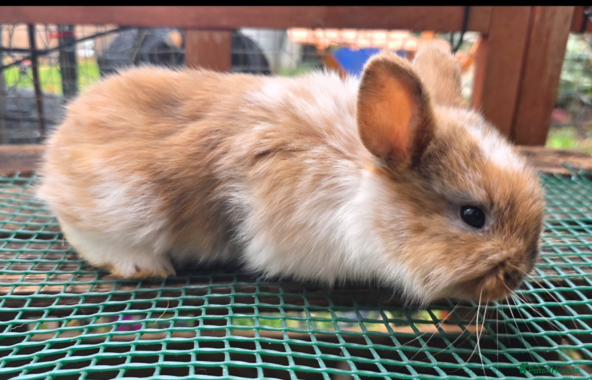 Mixed Breed rabbits Beautiful babies looking for forever families - Advert 7