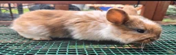 Mixed Breed rabbits for sale: Beautiful babies looking for forever families - Advert 1