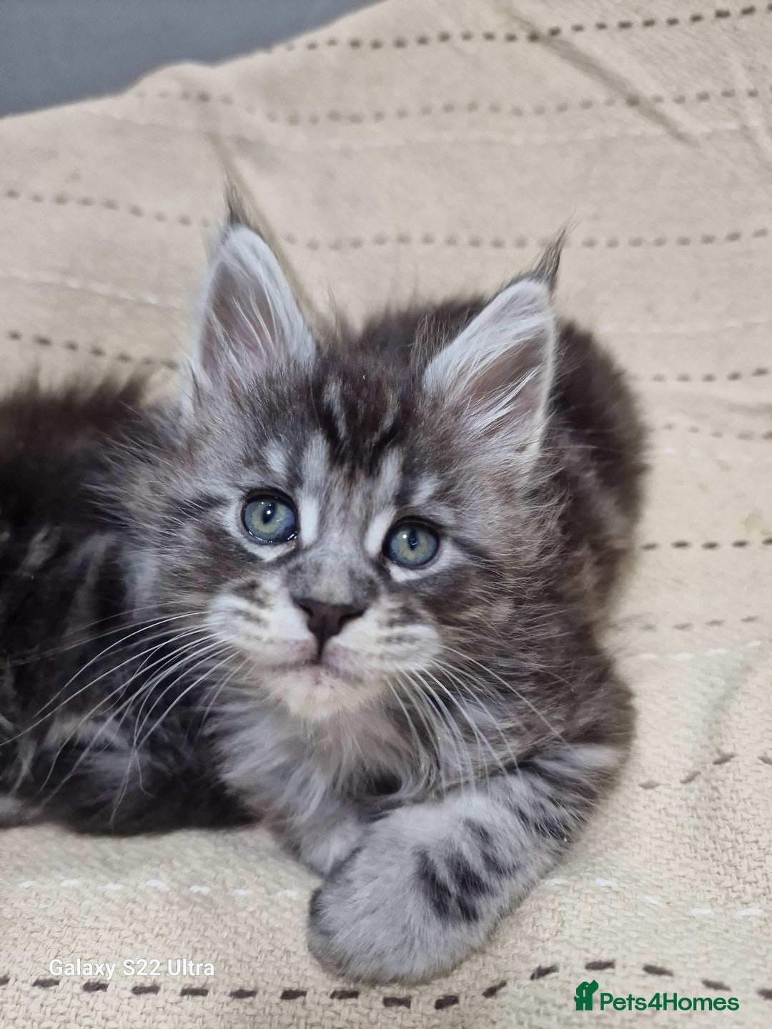 Maine Coon cats for sale: Pure Makne coon - Advert 20
