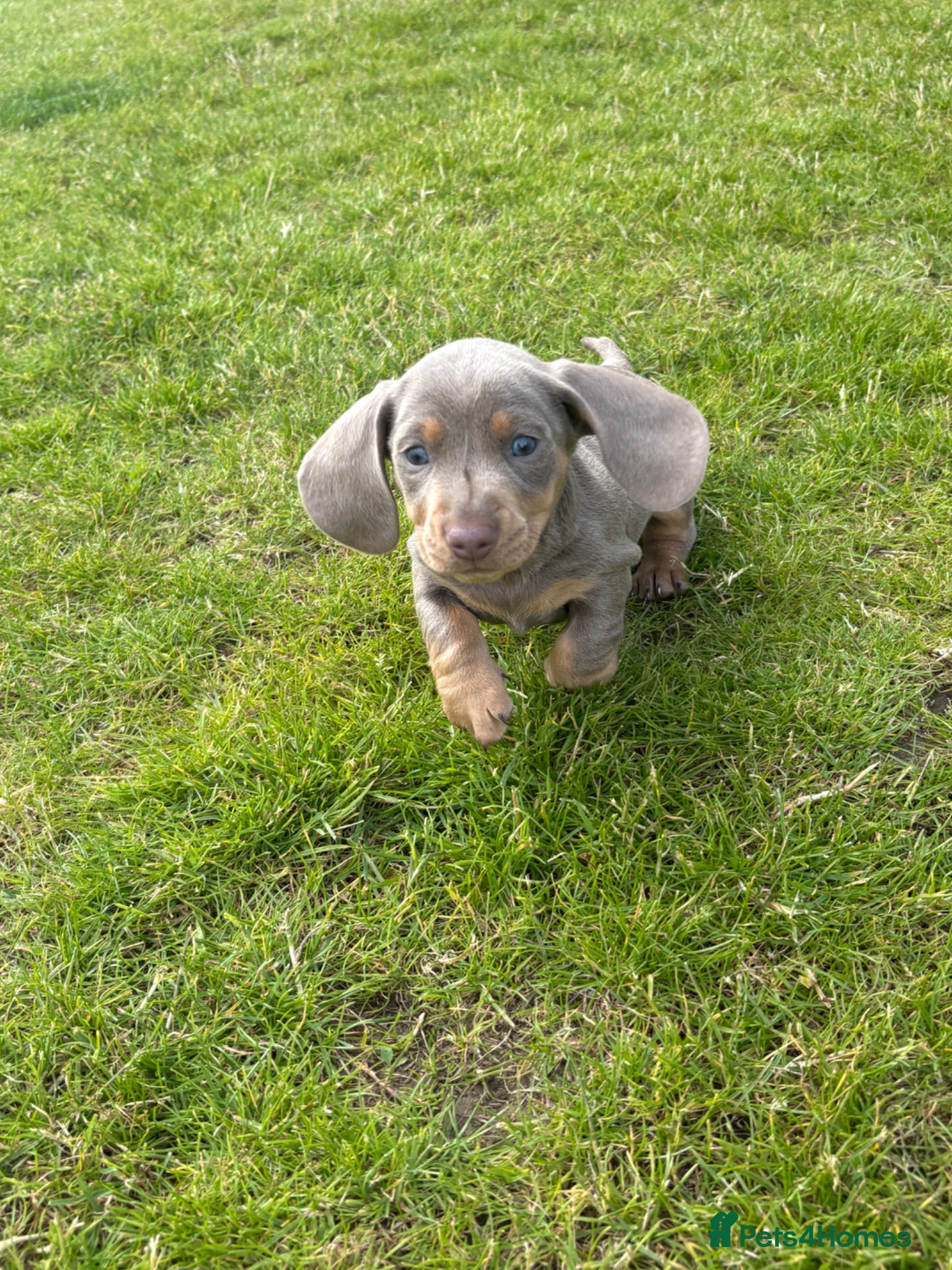 Miniature Dachshund dogs Two Mini Daschund boys looking for forever home  - Advert 2