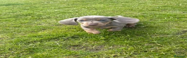Miniature Dachshund 2