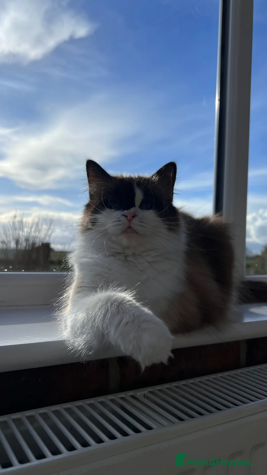 Ragdoll cats for sale: Sweet Ragdoll male and females for loving homes - Advert 8