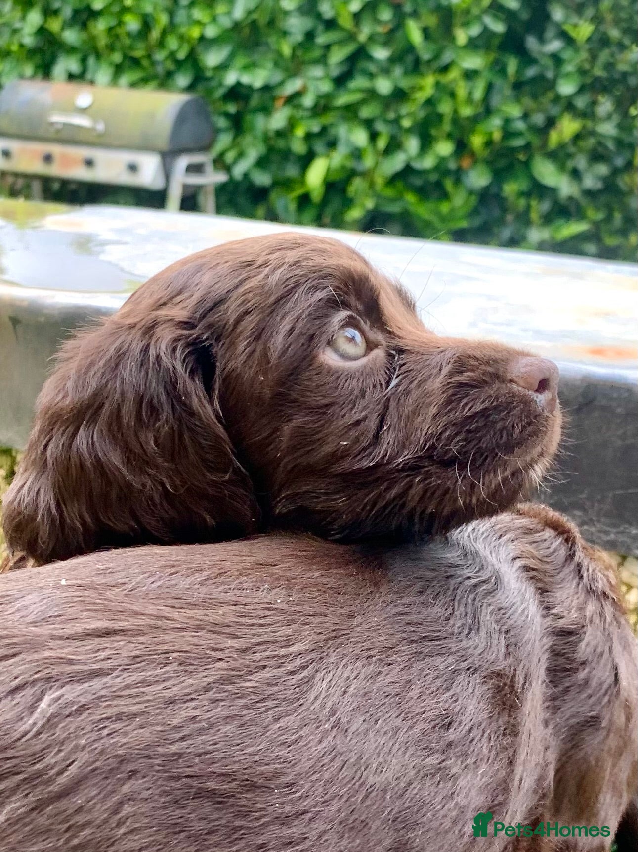 Cocker Spaniel dogs Sired from British Champion - Advert 6