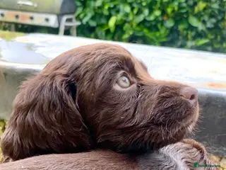 Cocker Spaniel dogs Sired from British Champion - Advert 6
