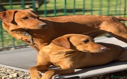 Labrador Retriever dogs for sale: Outstanding KC reg fox red Labrador puppies.  - Image 22