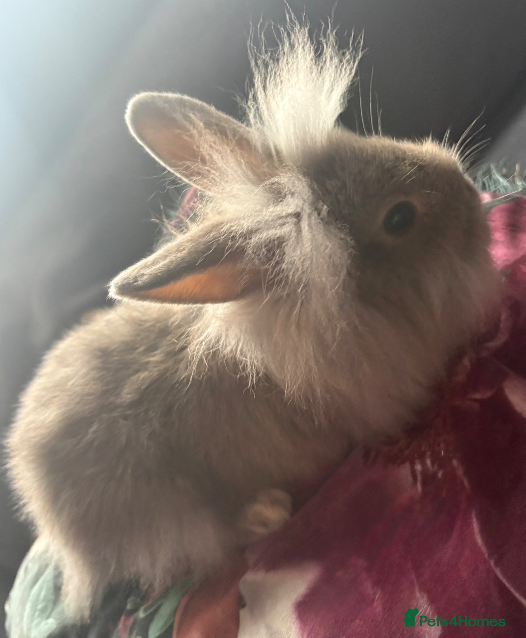 Lionhead rabbits Gorgeous bunnies for sale  - Advert 1
