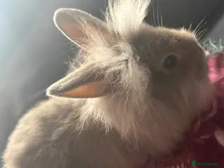 Lionhead rabbits Gorgeous bunnies for sale - Advert 1