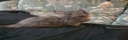Maine Coon cats for sale: Maine Coon X - Advert 4