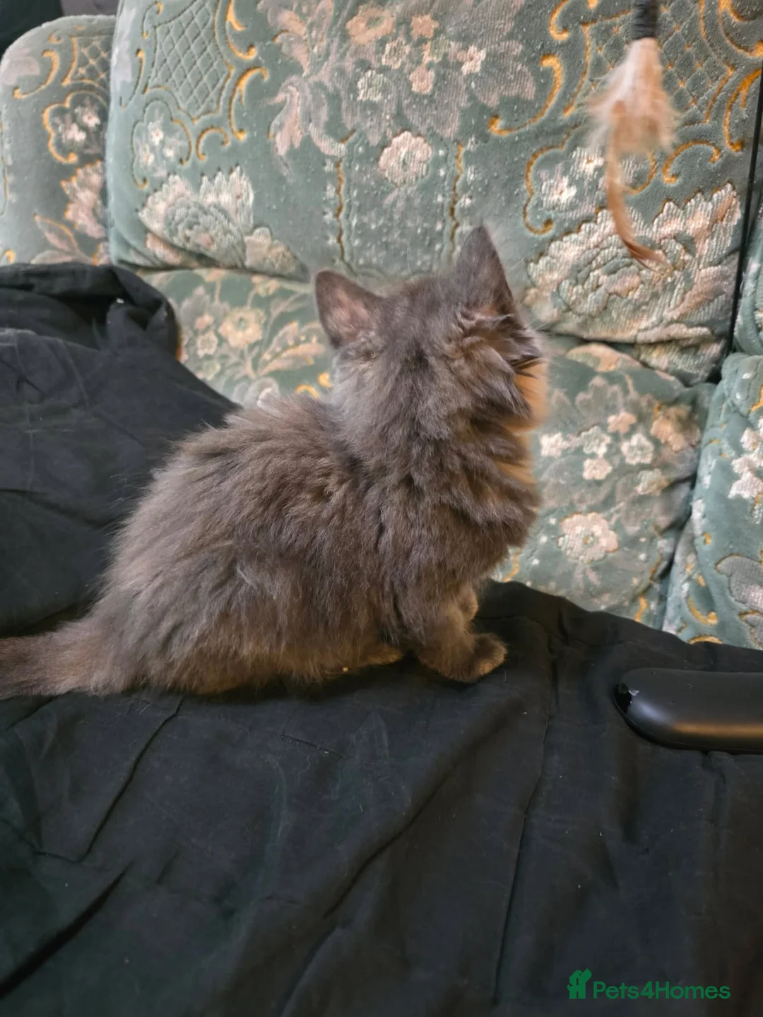 Maine Coon cats for sale: Maine Coon X - Advert 4