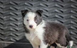 Border Collie dogs for sale: Ready to Leave Border Collie Puppies  - Image 10