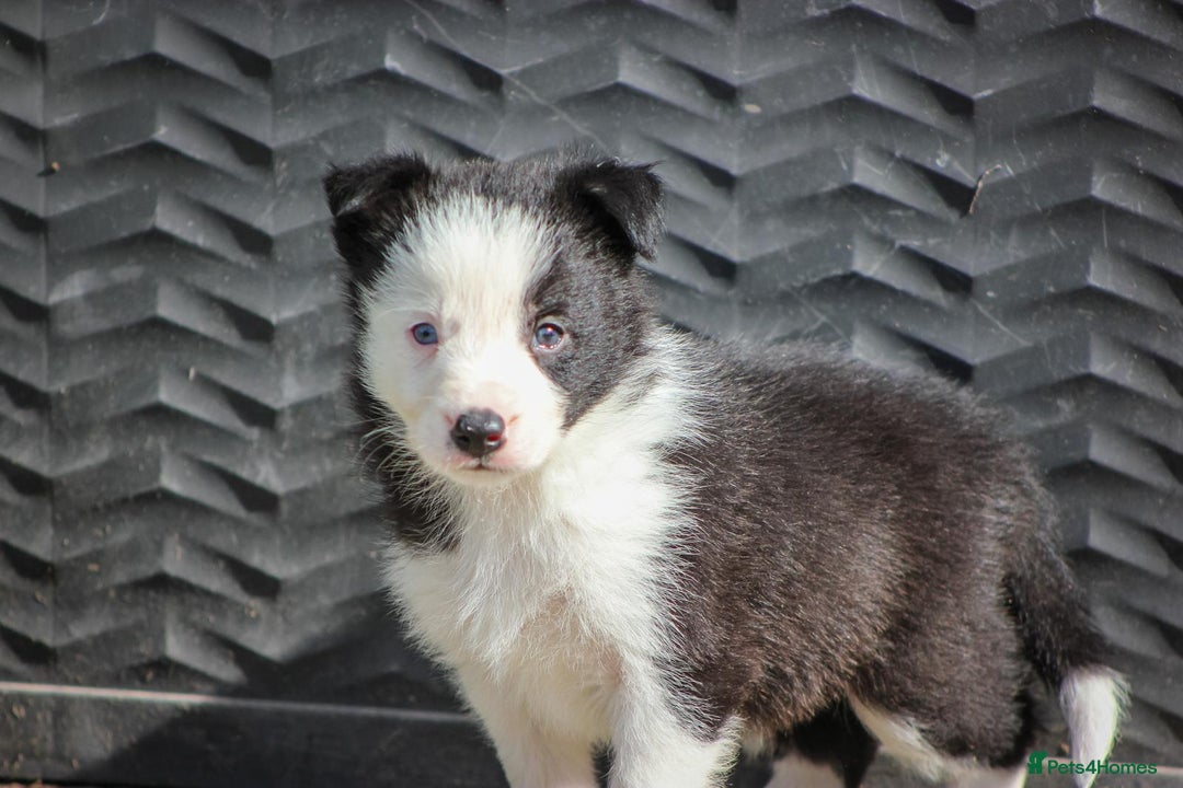 Border Collie dogs for sale: Ready to Leave Border Collie Puppies  - Image 10
