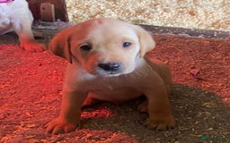 Labrador Retriever dogs for sale: Gorgeous Labrador puppies for sale - Image 18