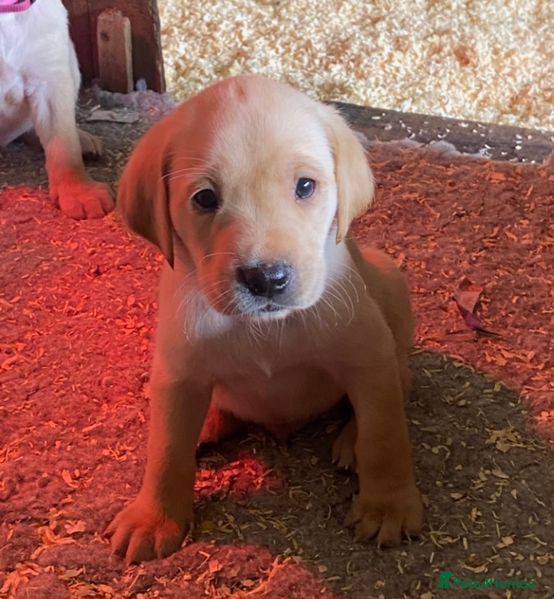 Labrador Retriever dogs for sale: Gorgeous Labrador puppies for sale - Image 18