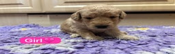 Labradoodle dogs for sale: Gorgeous labradoodle puppies - Advert 15