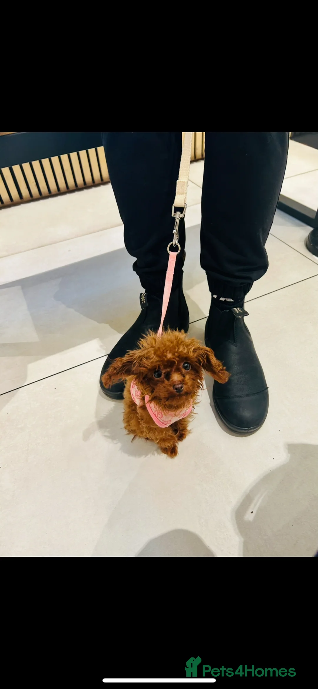 Toy Poodle dogs for sale: Asian Toy Poodle (1kg) - Advert 2