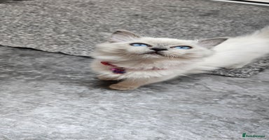 Ragdoll cats - Advert 9