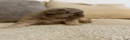French Bulldog dogs for sale: Fluffy french bulldogs  - Advert 14