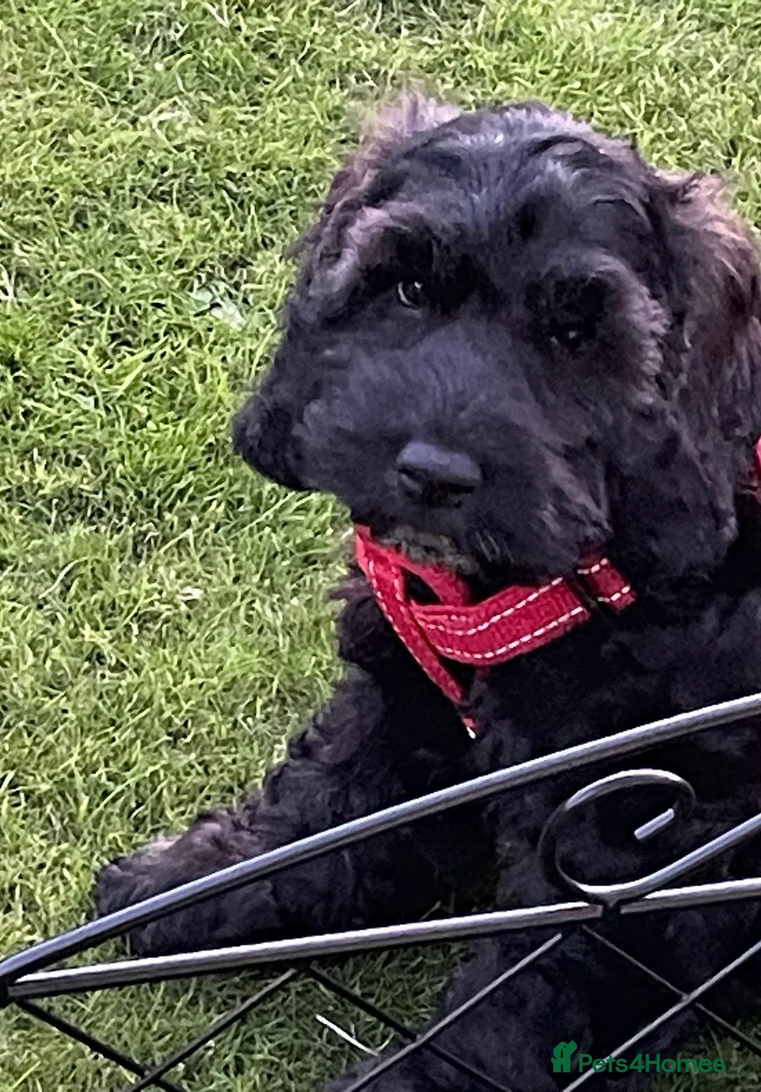 Gallery Image {{count}}