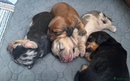 Miniature Dachshund dogs for stud: STUD 100% Long Haired Cream Miniature Dachshund - Image 10