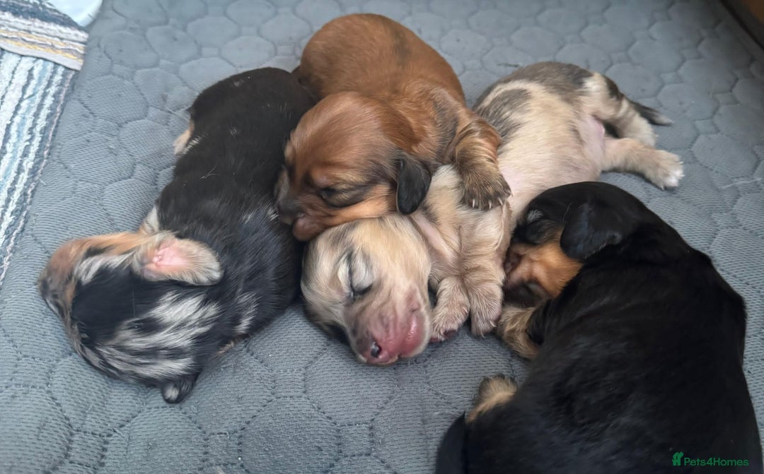 Miniature Dachshund dogs for stud: STUD 100% Long Haired Cream Miniature Dachshund - Image 10