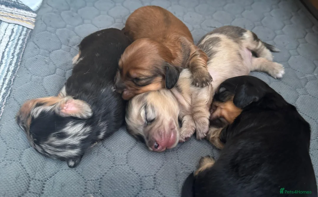 Miniature Dachshund dogs for stud: STUD 100% Long Haired Cream Miniature Dachshund - Advert 10