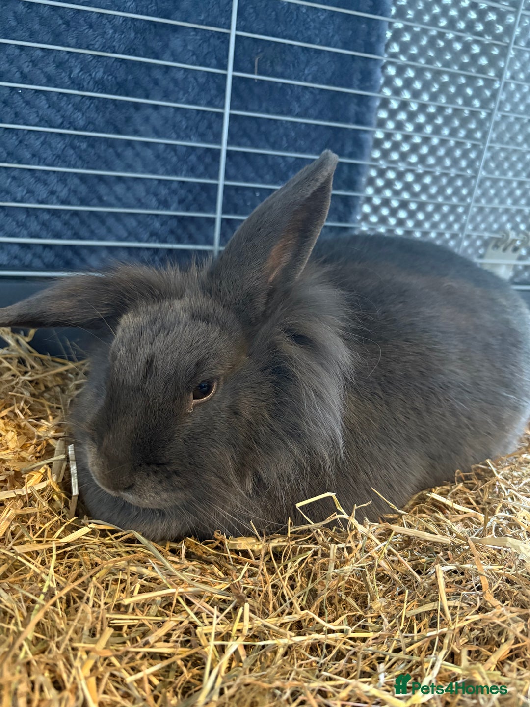 Mini Lion Lop rabbits for sale: Female Mini Lop Lionhead Rabbit – Indoor Only  - Advert 4