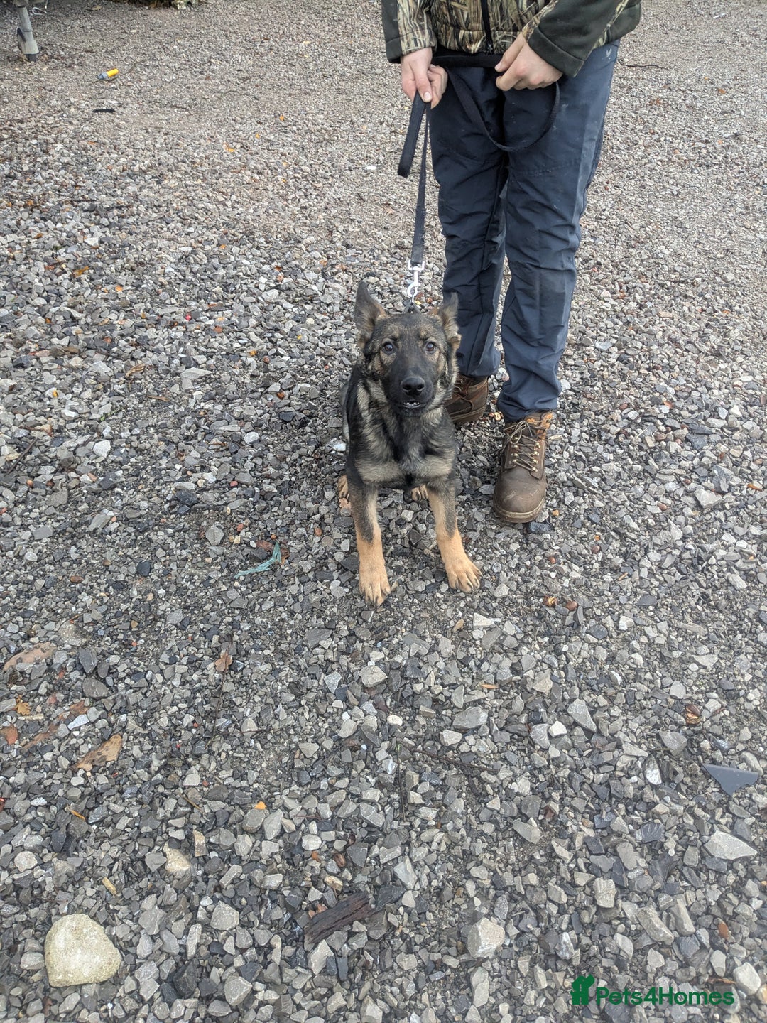 German Shepherd dogs for sale: German shepherd girl - Advert 2