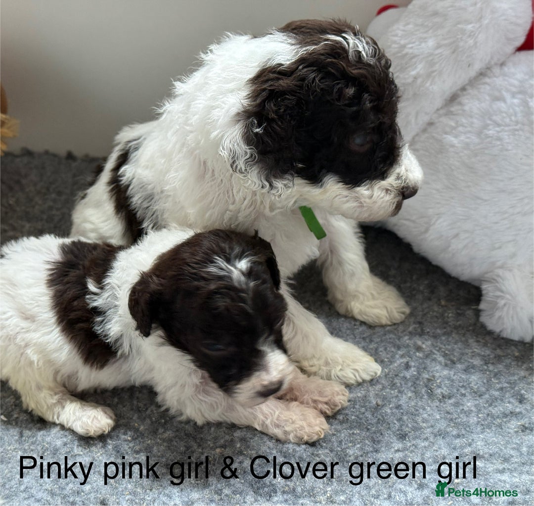 Labradoodle dogs for sale: Therapy breeder 5th gen miniature F1bbbb - Image 28