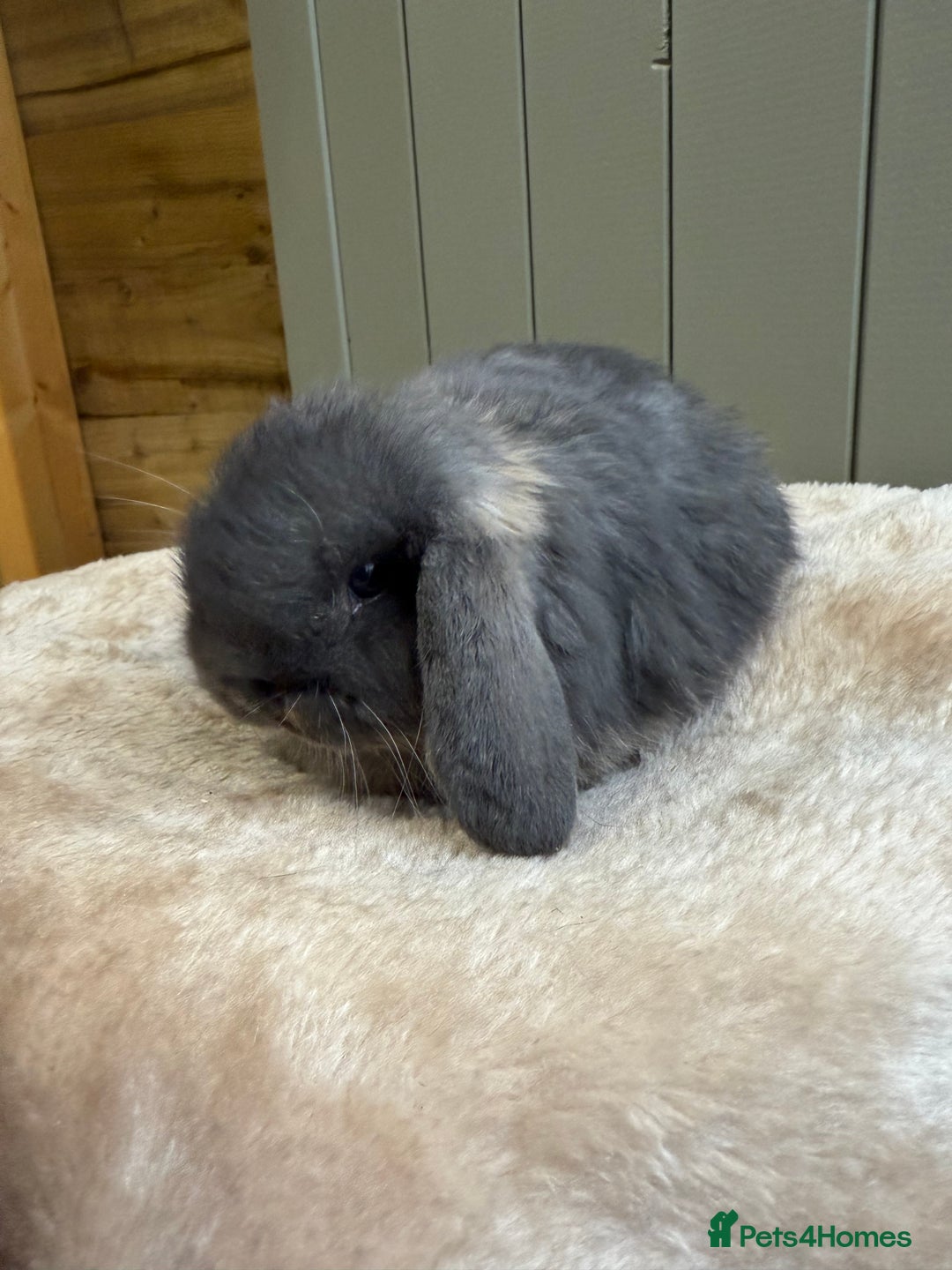 Mini Lop rabbits for sale: 🖤🩶🤎 Gorgeous Pure Bred Mini Lops 🖤🩶🤎 - Advert 11