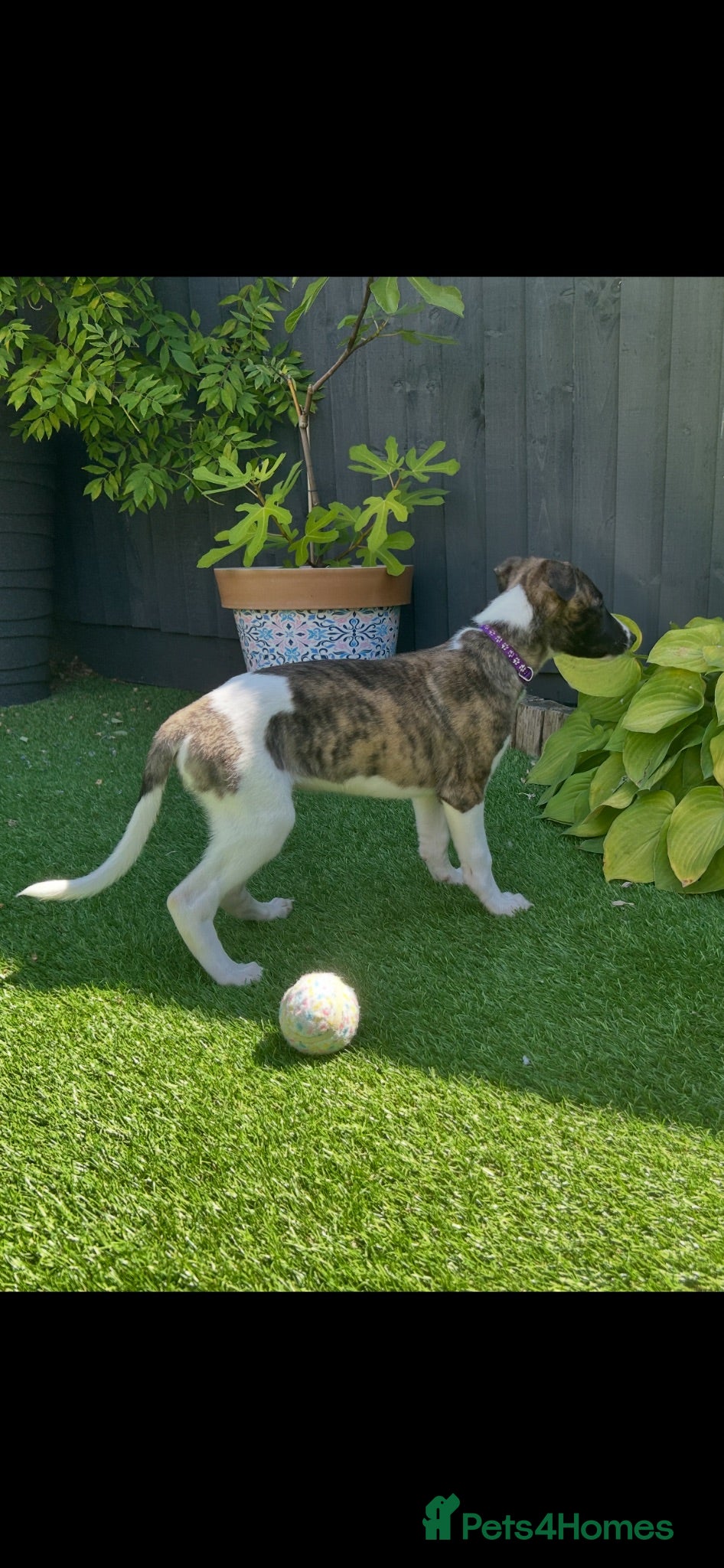 Whippet dogs Beautiful whippet puppy ready now - Advert 1