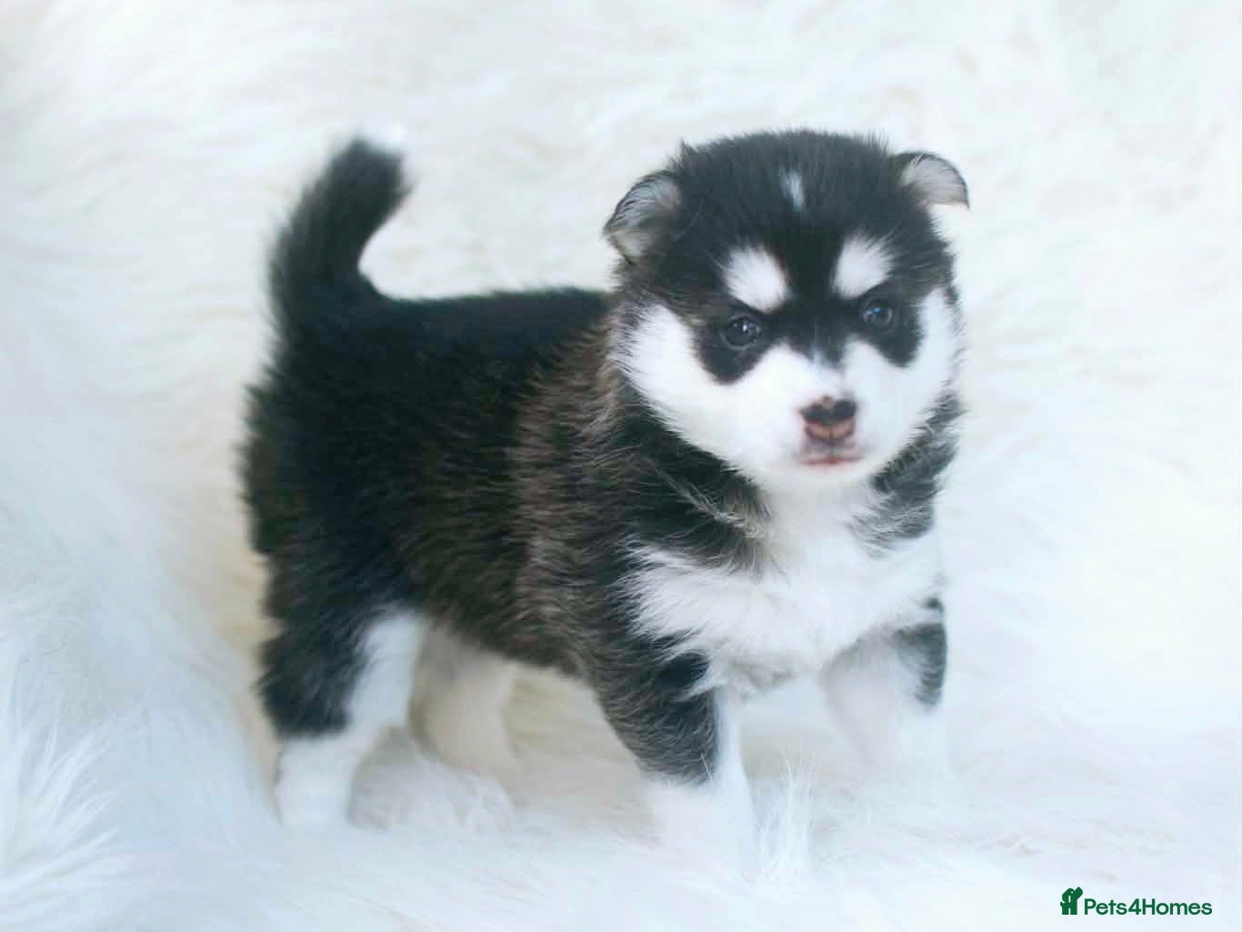 Pomsky dogs FIVE STUNNING POMSKY PUPPIES  - Advert 1