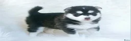 Pomsky dogs for sale: STUNNING POMSKY PUPPIES  - Advert 3