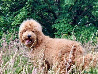 Bernedoodle dogs - Advert 1