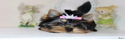 Yorkshire Terrier dogs for sale: Adorable Miniature Yorkshire terrier puppies  - Advert 2
