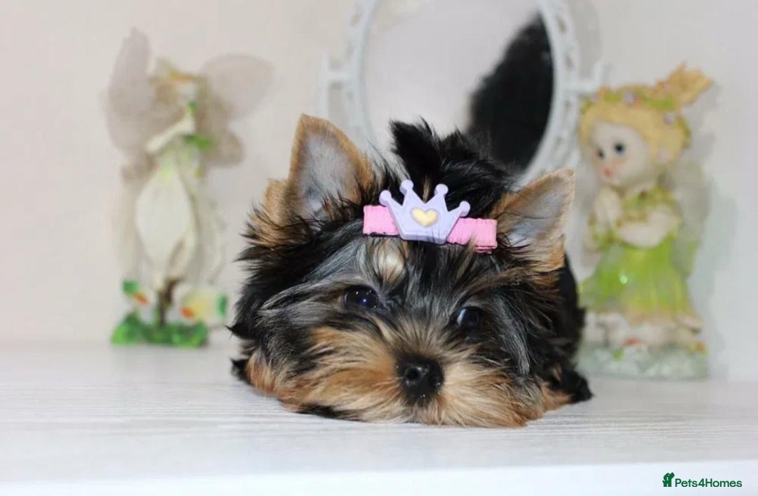 Yorkshire Terrier dogs for sale: Adorable Miniature Yorkshire terrier puppies  - Advert 2